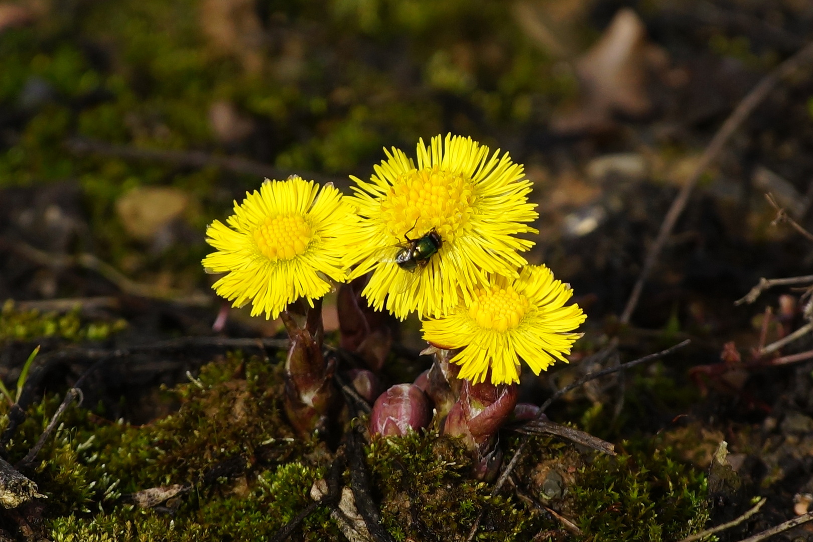 Mittwochsblümchen