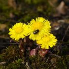 Mittwochsblümchen