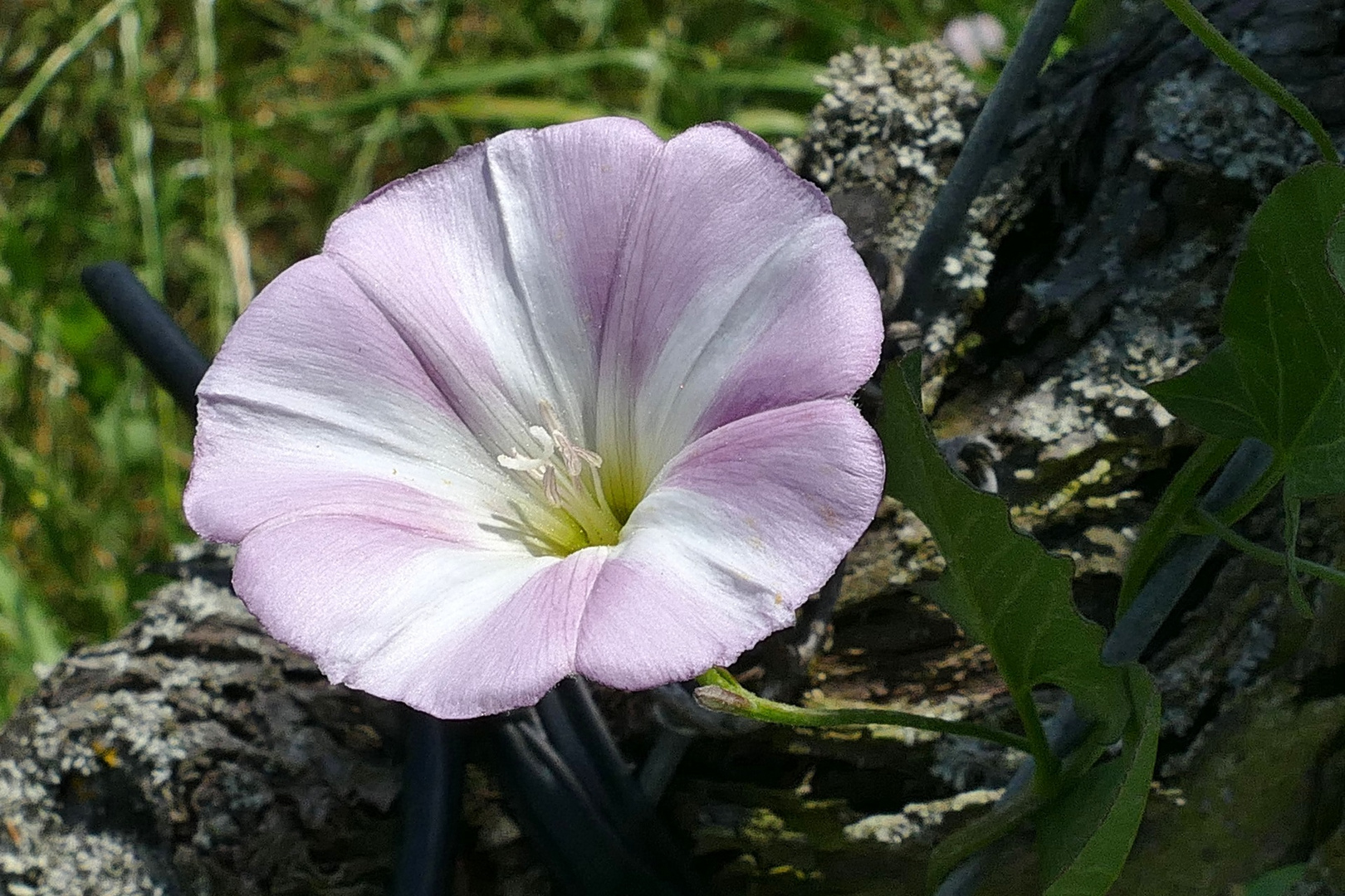 Mittwochsblümchen