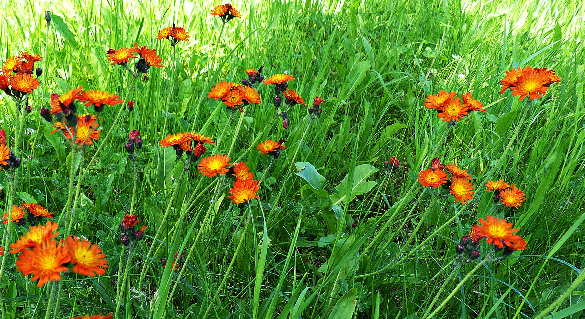 Mittwochsblümchen