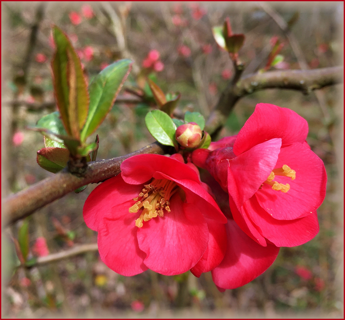 Mittwochsblümchen