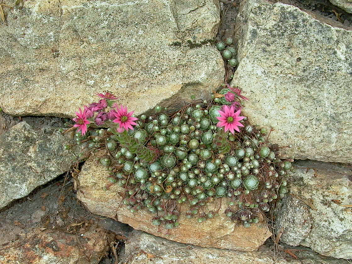 Mittwochsblümchen -7- Sempervivum