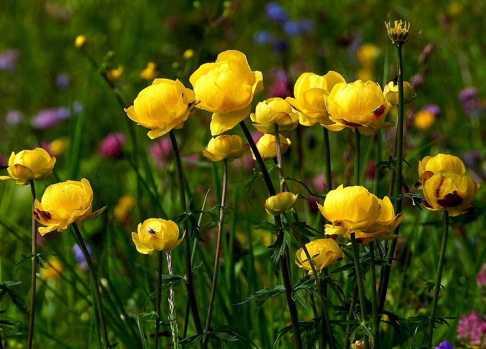 Mittwochsblümchen