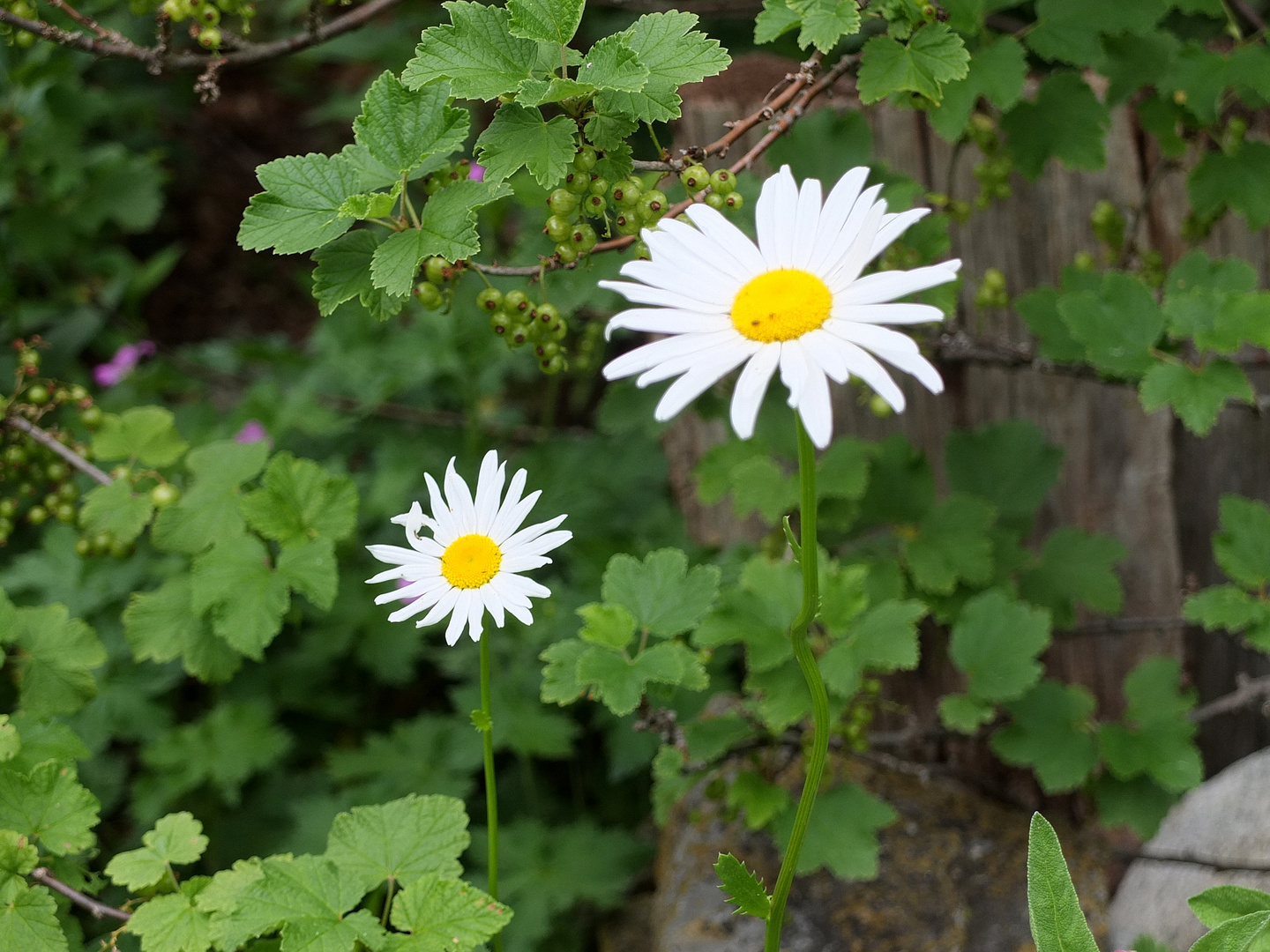 Mittwochsblümchen