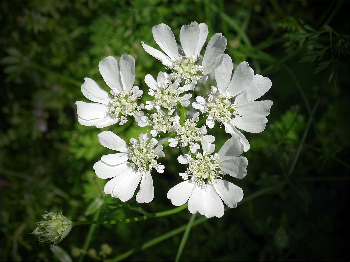 Mittwochsblümchen