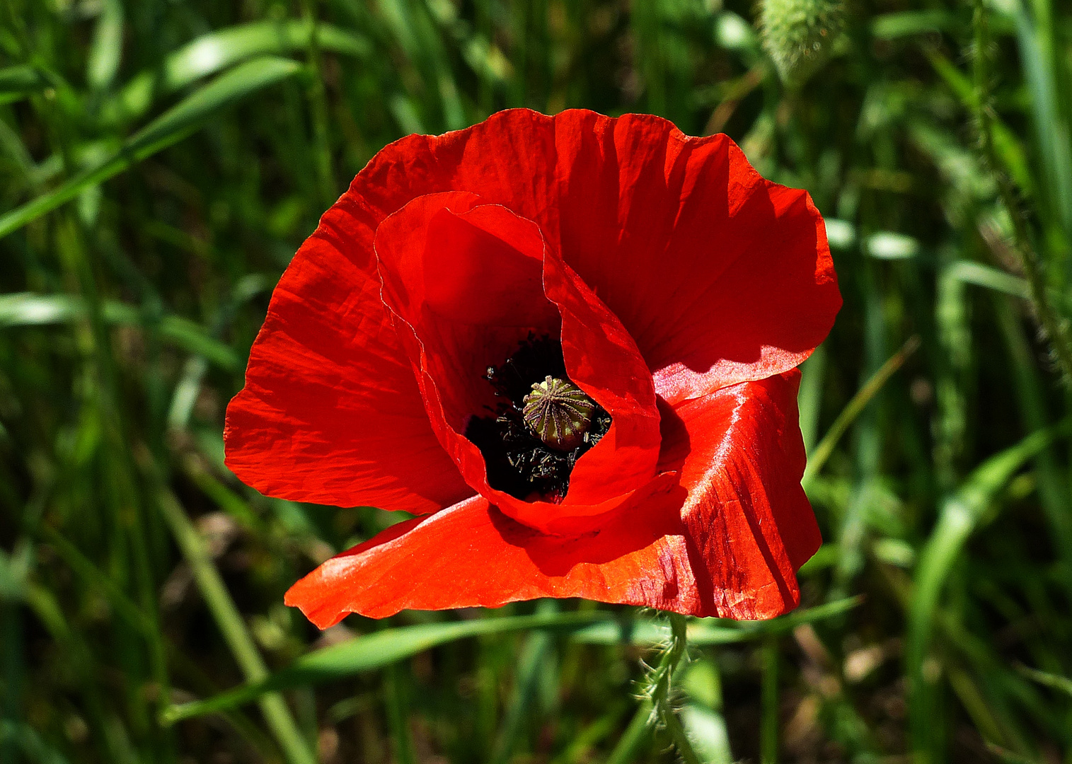 Mittwochsblümchen