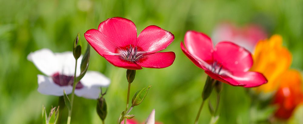 Mittwochsblümchen