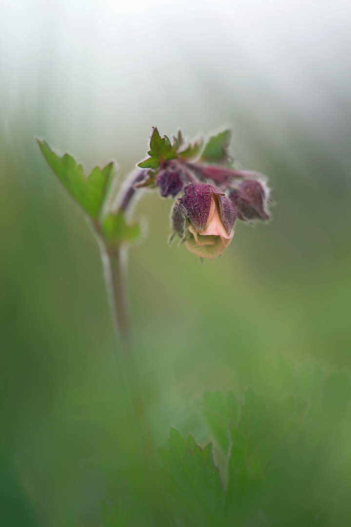 Mittwochsblümchen