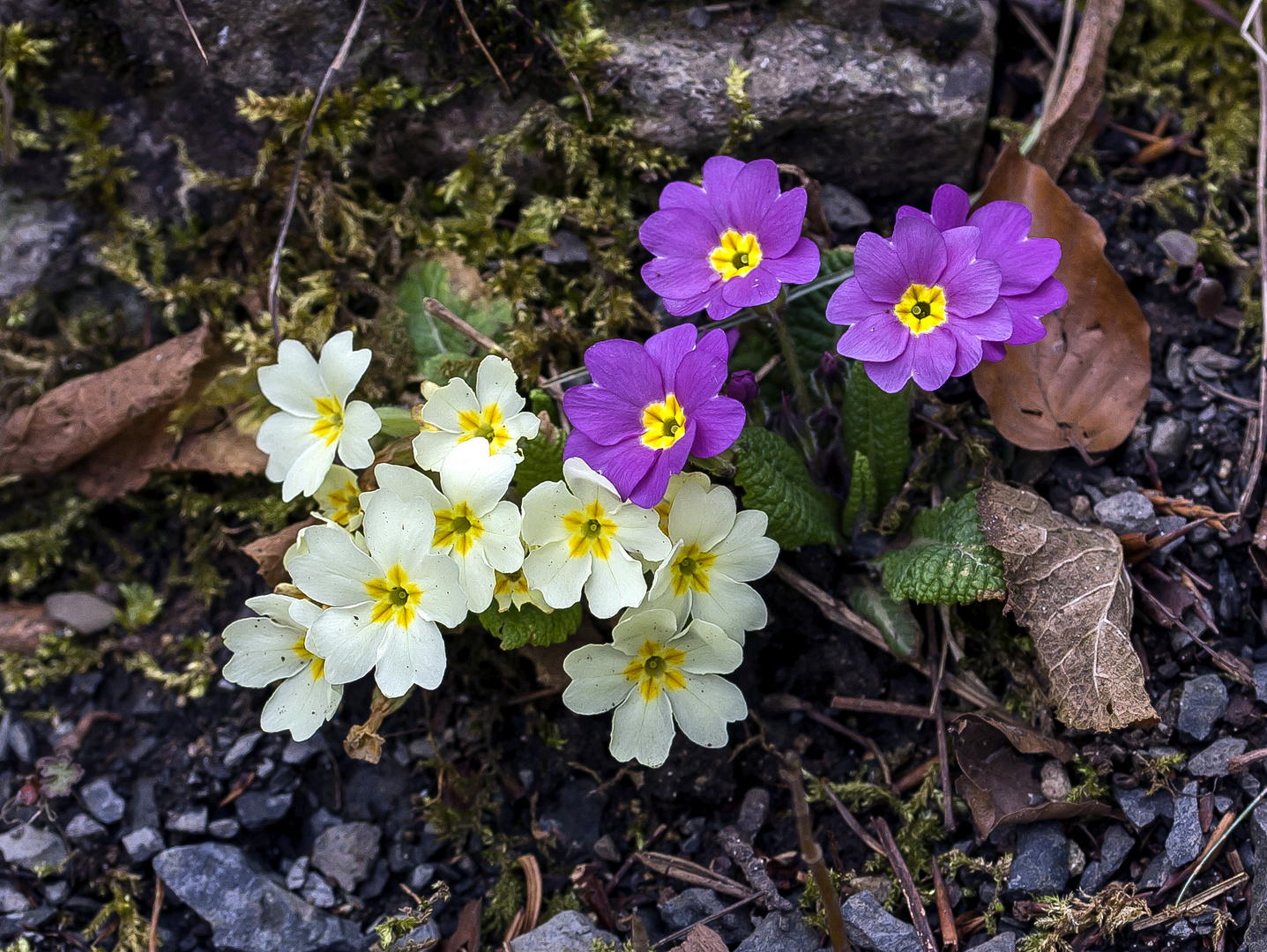 Mittwochsblümchen....