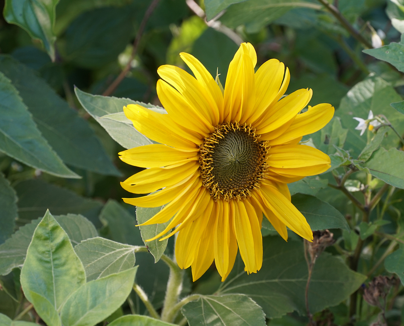 Mittwochsblümchen