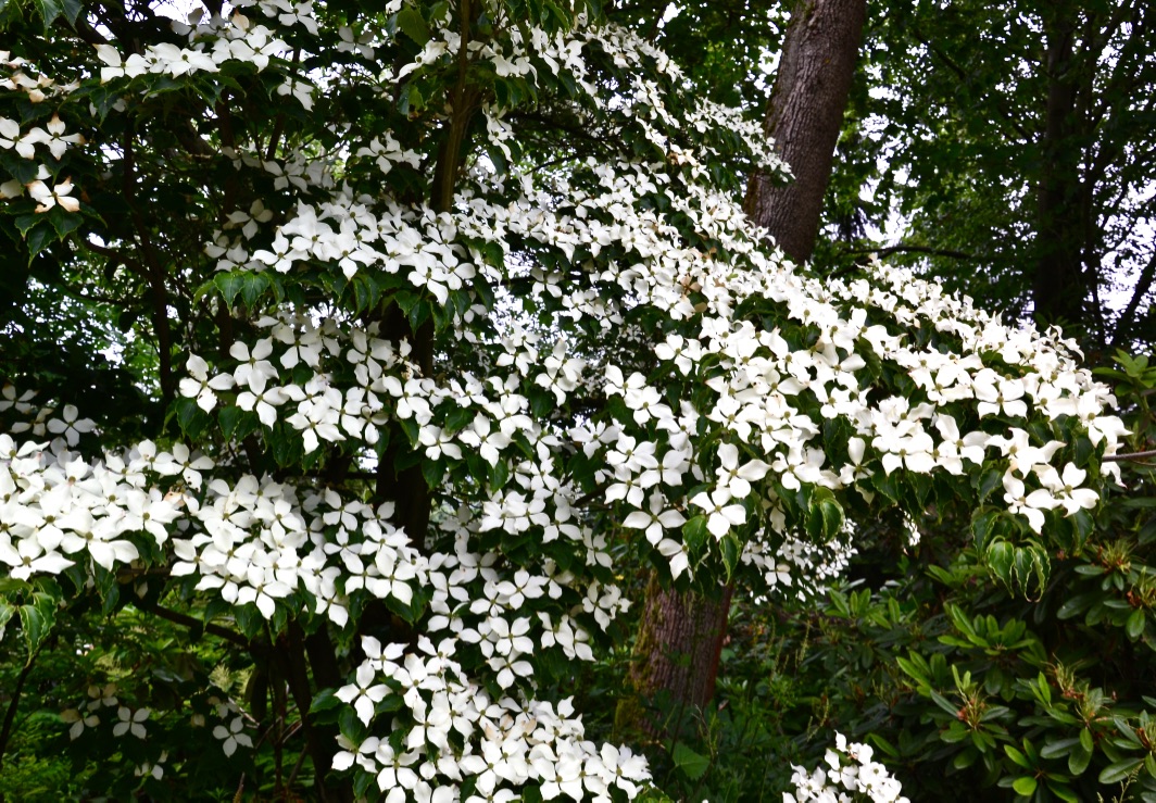 MITTWOCHSBLÜMCHEN