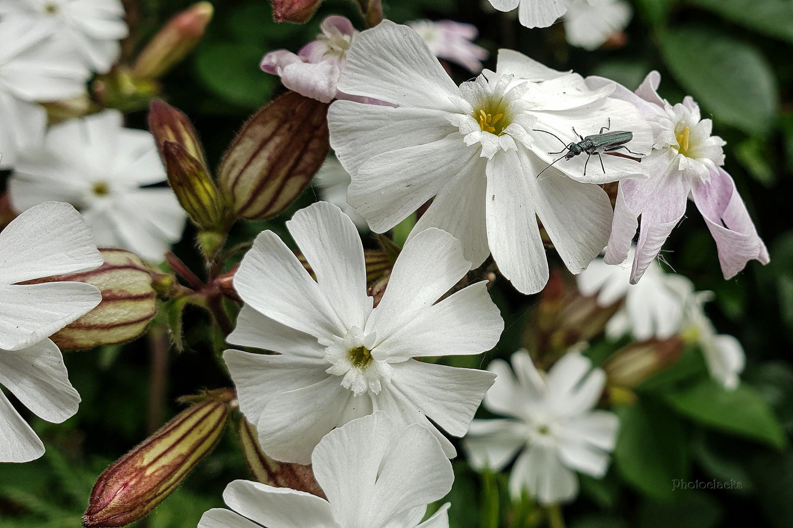 Mittwochsblümchen