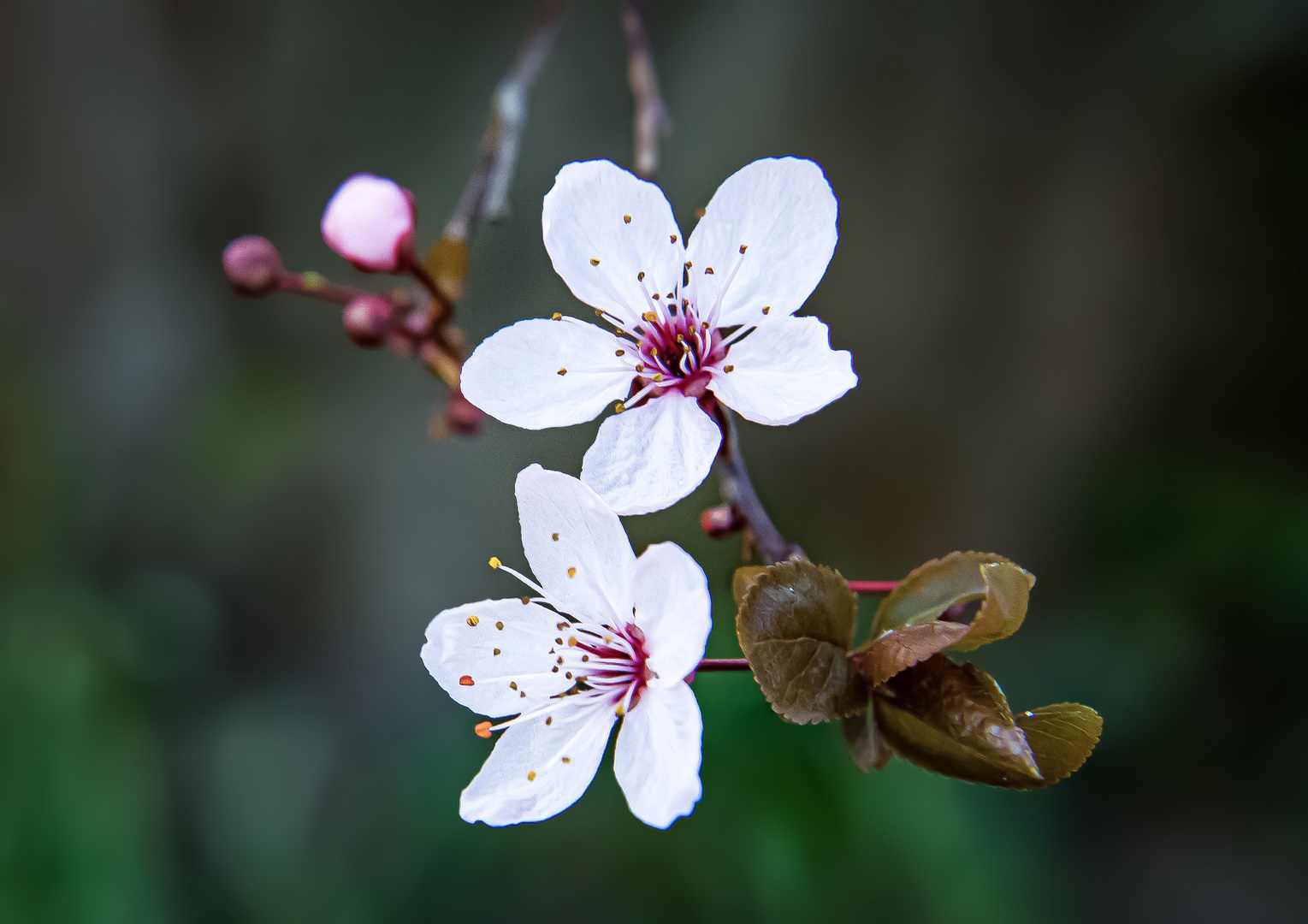 Mittwochsblümchen