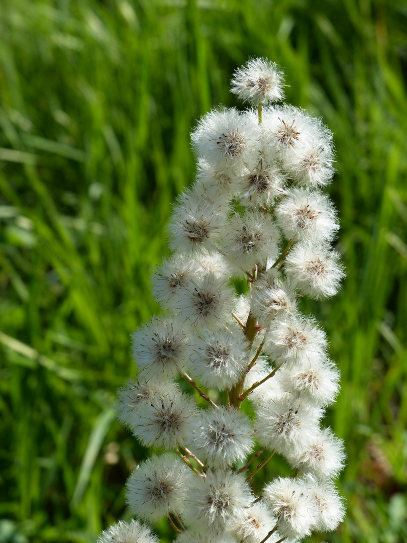 Mittwochsblümchen