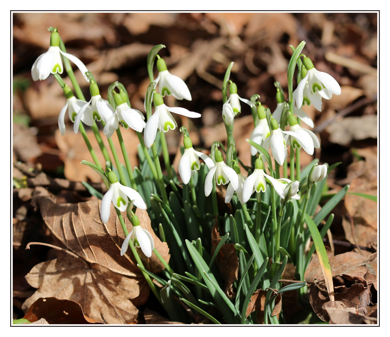 Mittwochsblümchen.