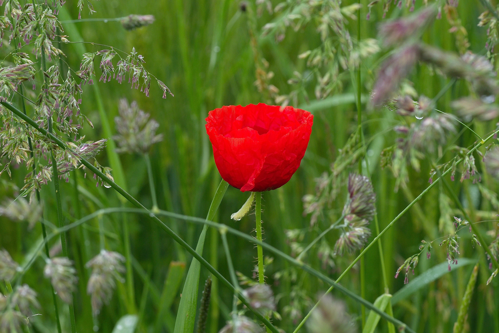 Mittwochsblümchen