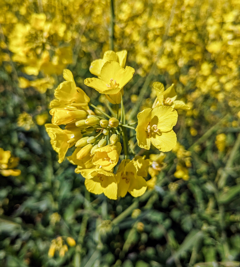 Mittwochsblümchen 