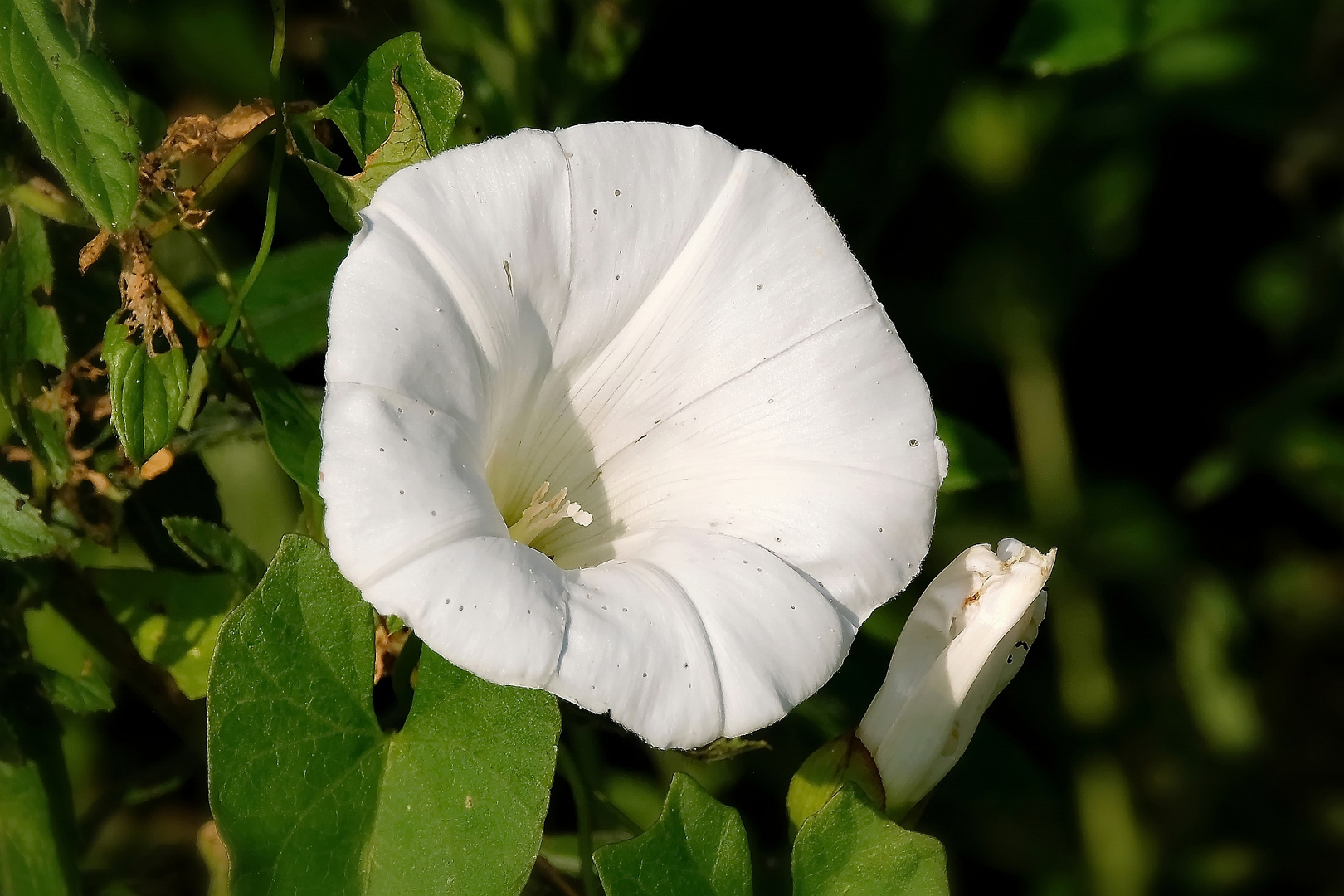 Mittwochsblümchen