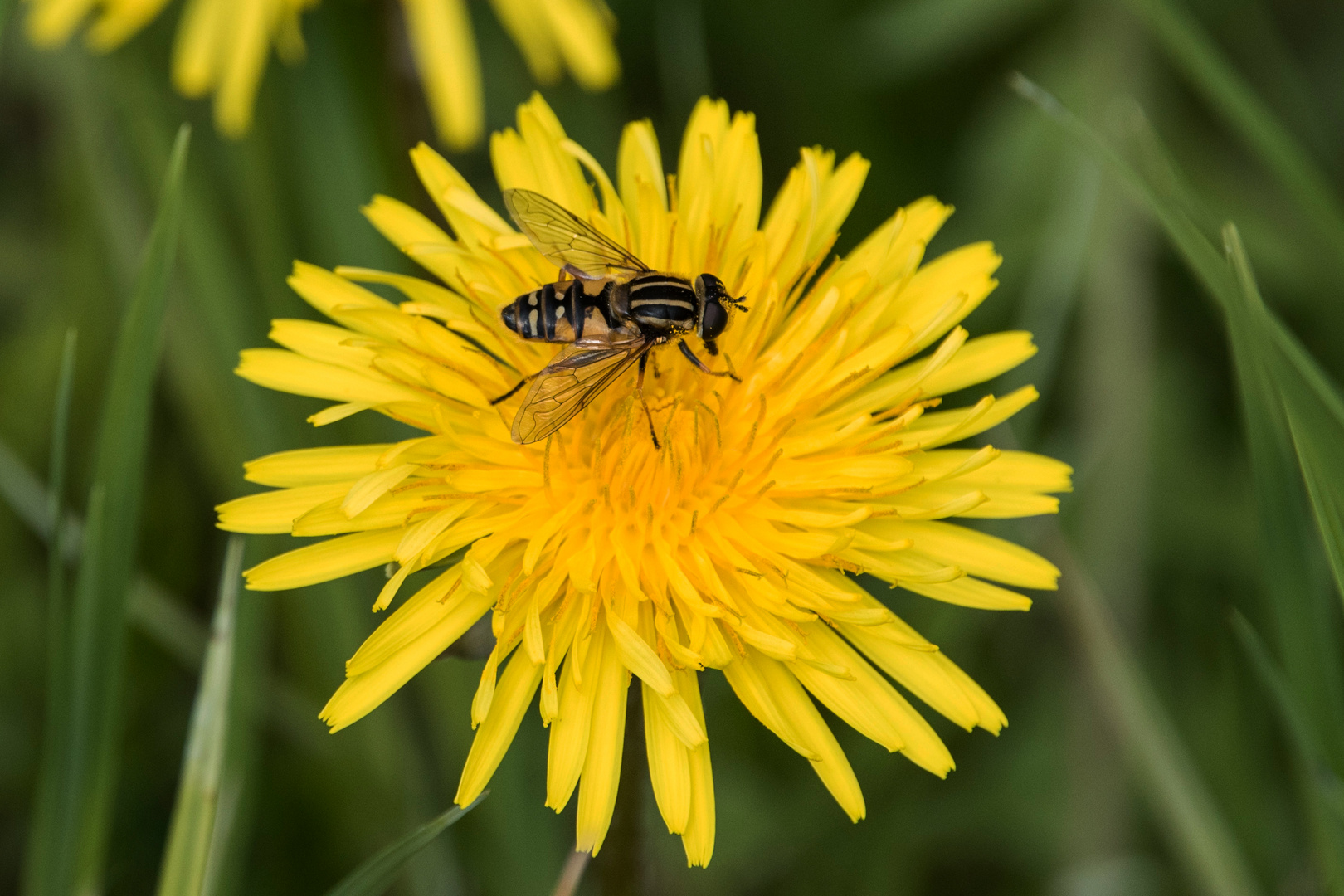 Mittwochsblümchen