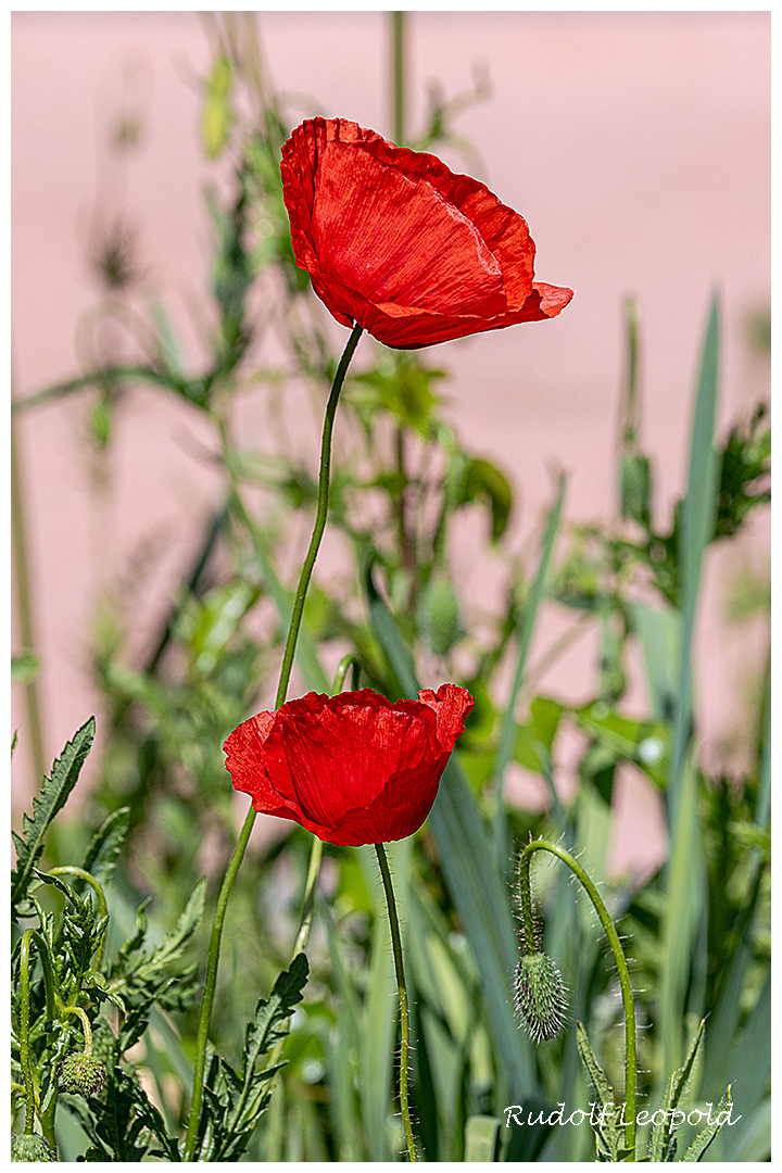 Mittwochsblümchen