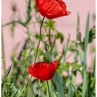 Mittwochsblümchen
