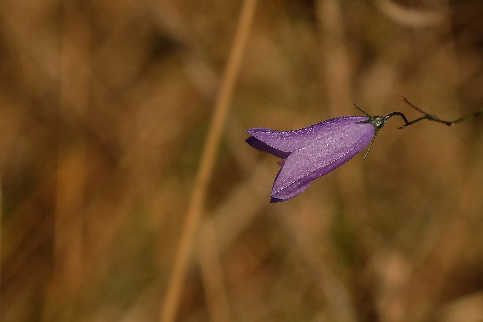 Mittwochsblümchen