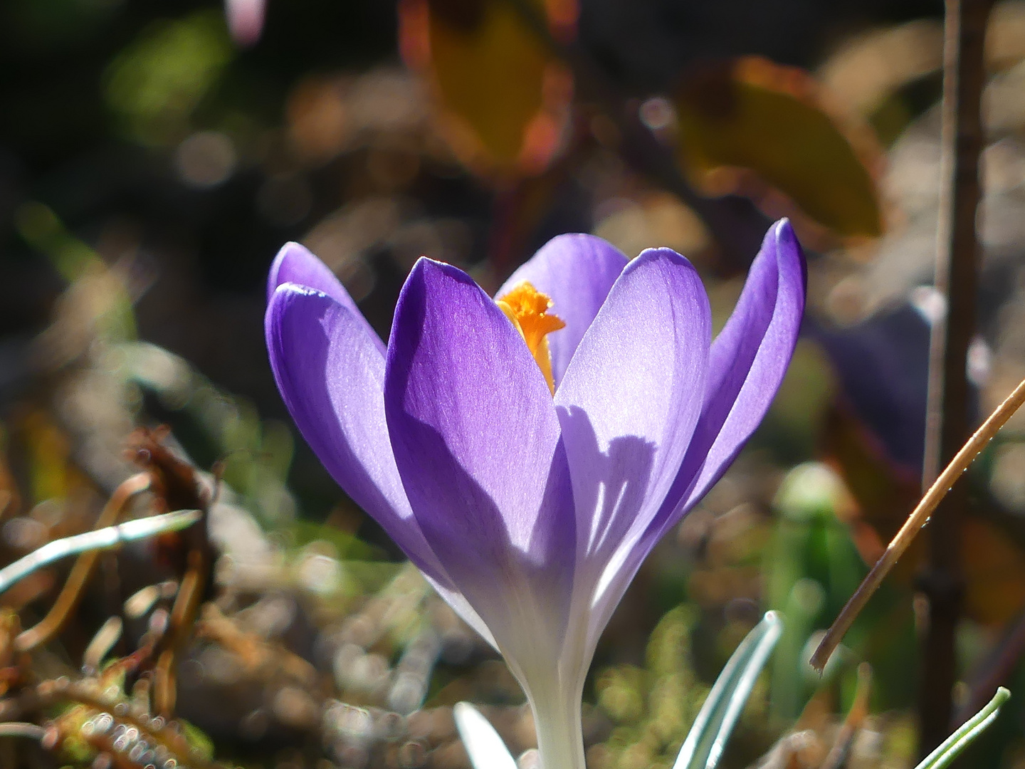 Mittwochsblümchen