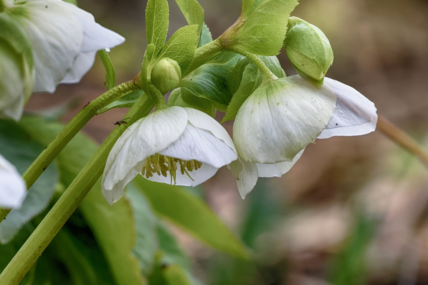 Mittwochsblümchen