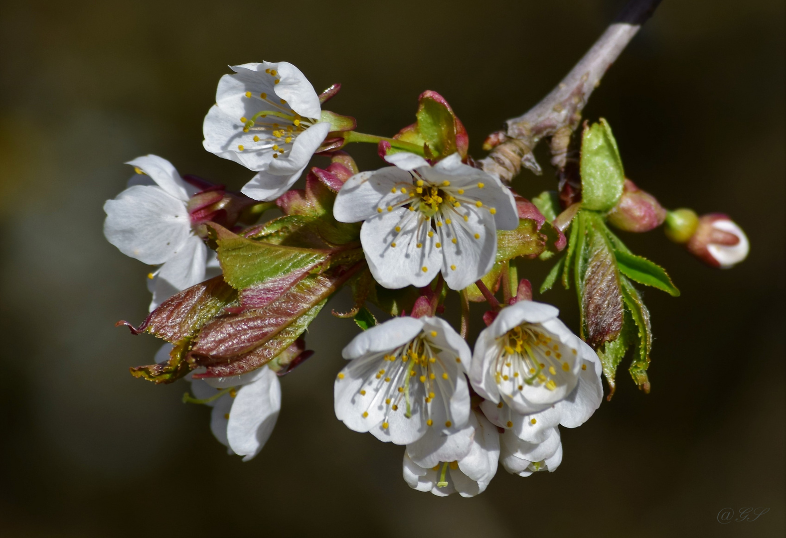 Mittwochsblümchen