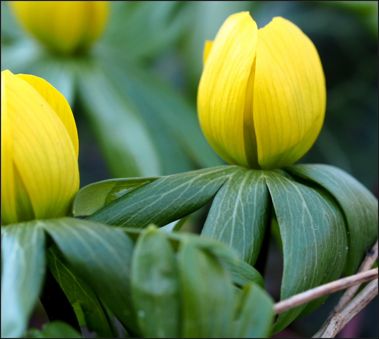 Mittwochsblümchen