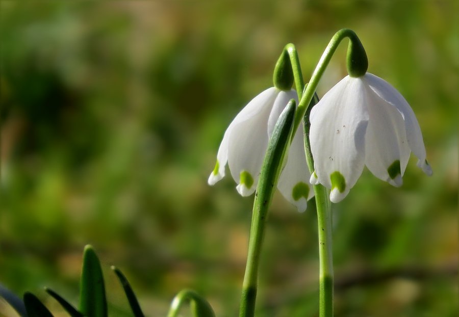 Mittwochsblümchen