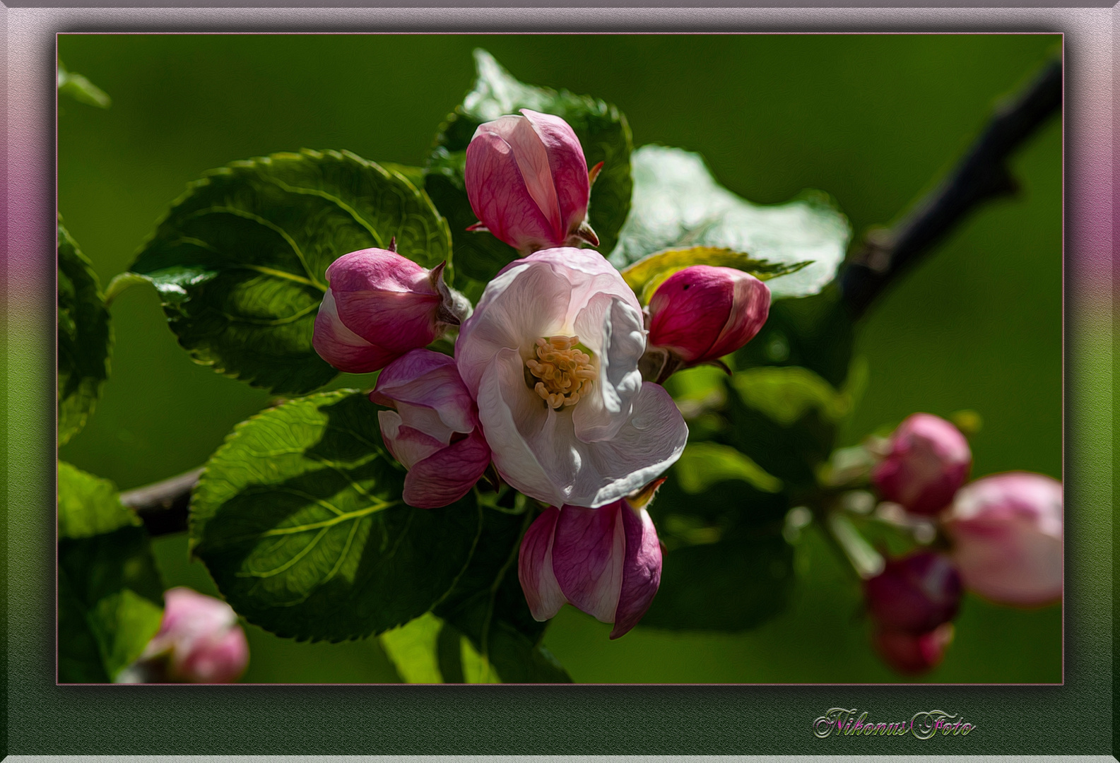 Mittwochsblümchen