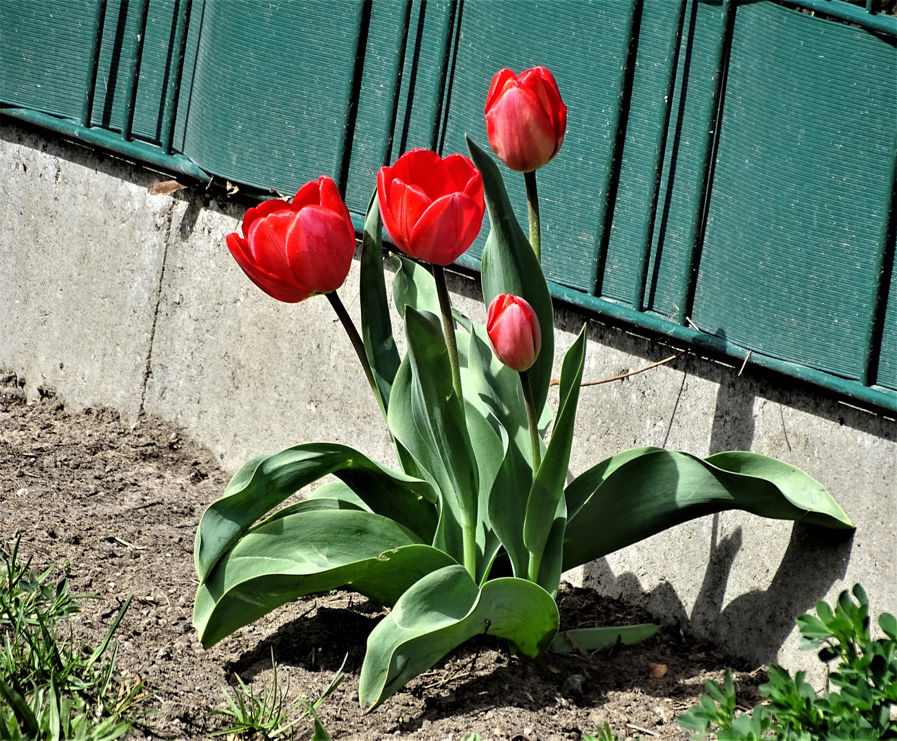 Mittwochsblümchen