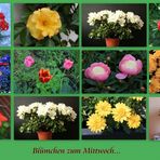 Mittwochsblümchen...