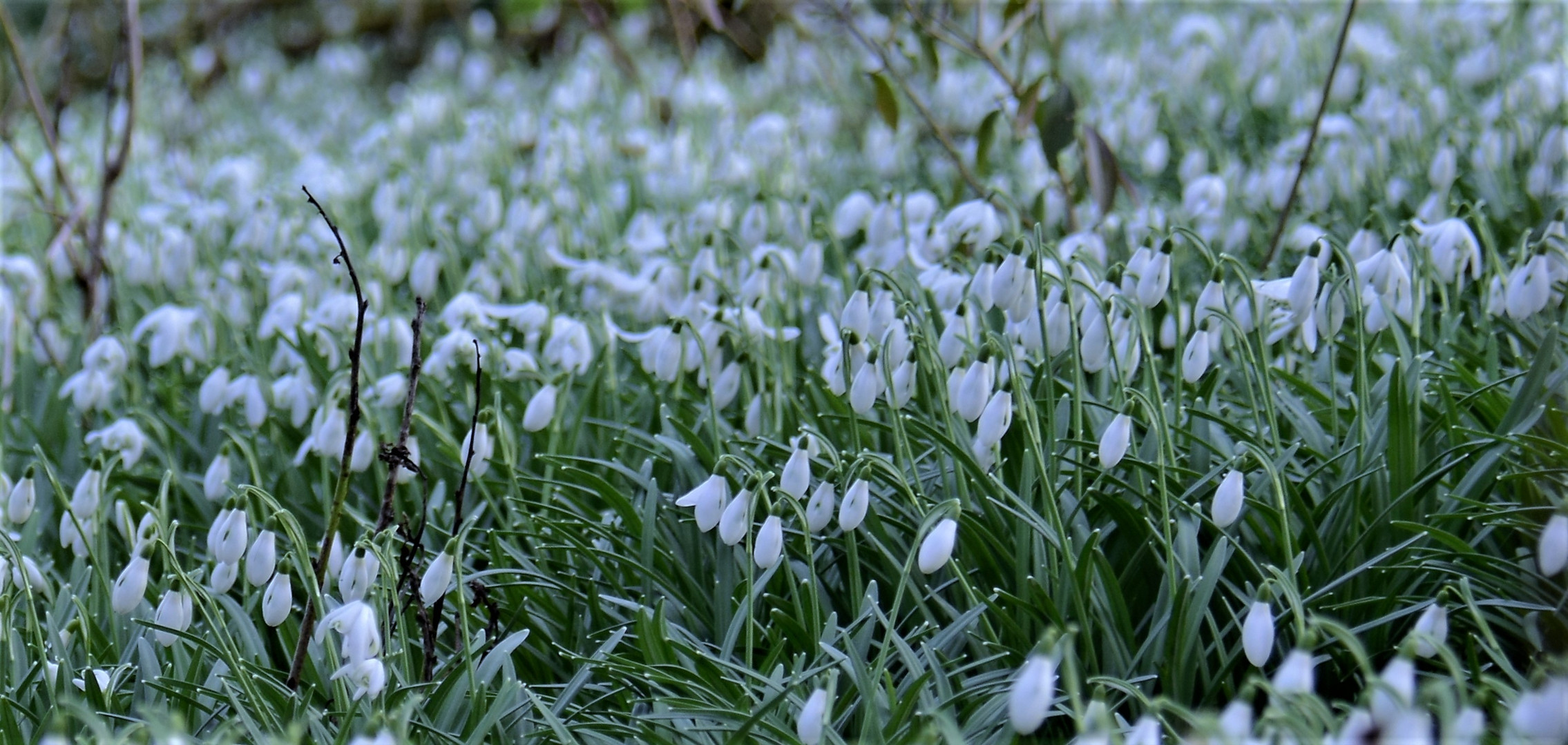 Mittwochsblümchen