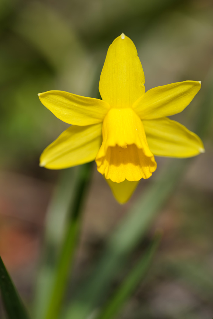 Mittwochsblümchen