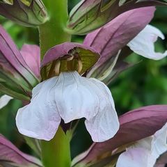 Mittwochsblümchen: Acanthus hungaricus