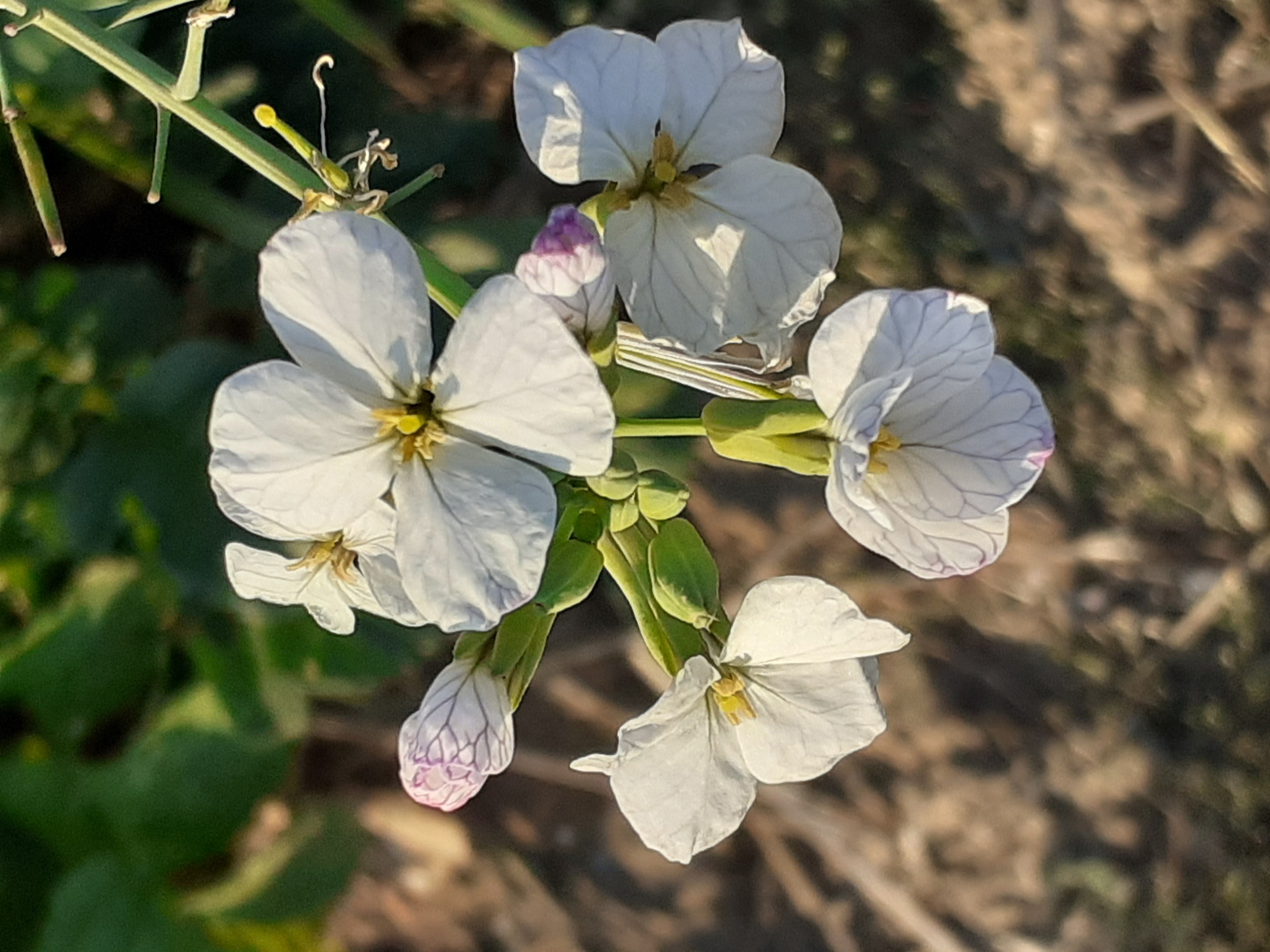 Mittwochsblümchen - Acker-Rettich