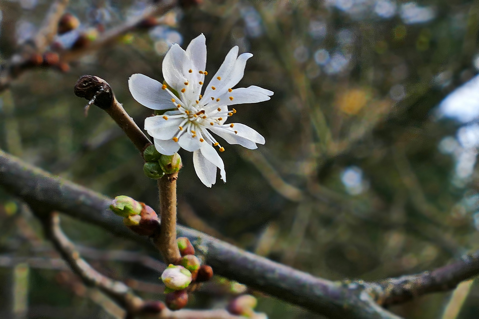 Mittwochsblümchen