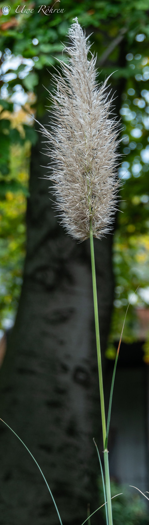 Mittwochsblümchen