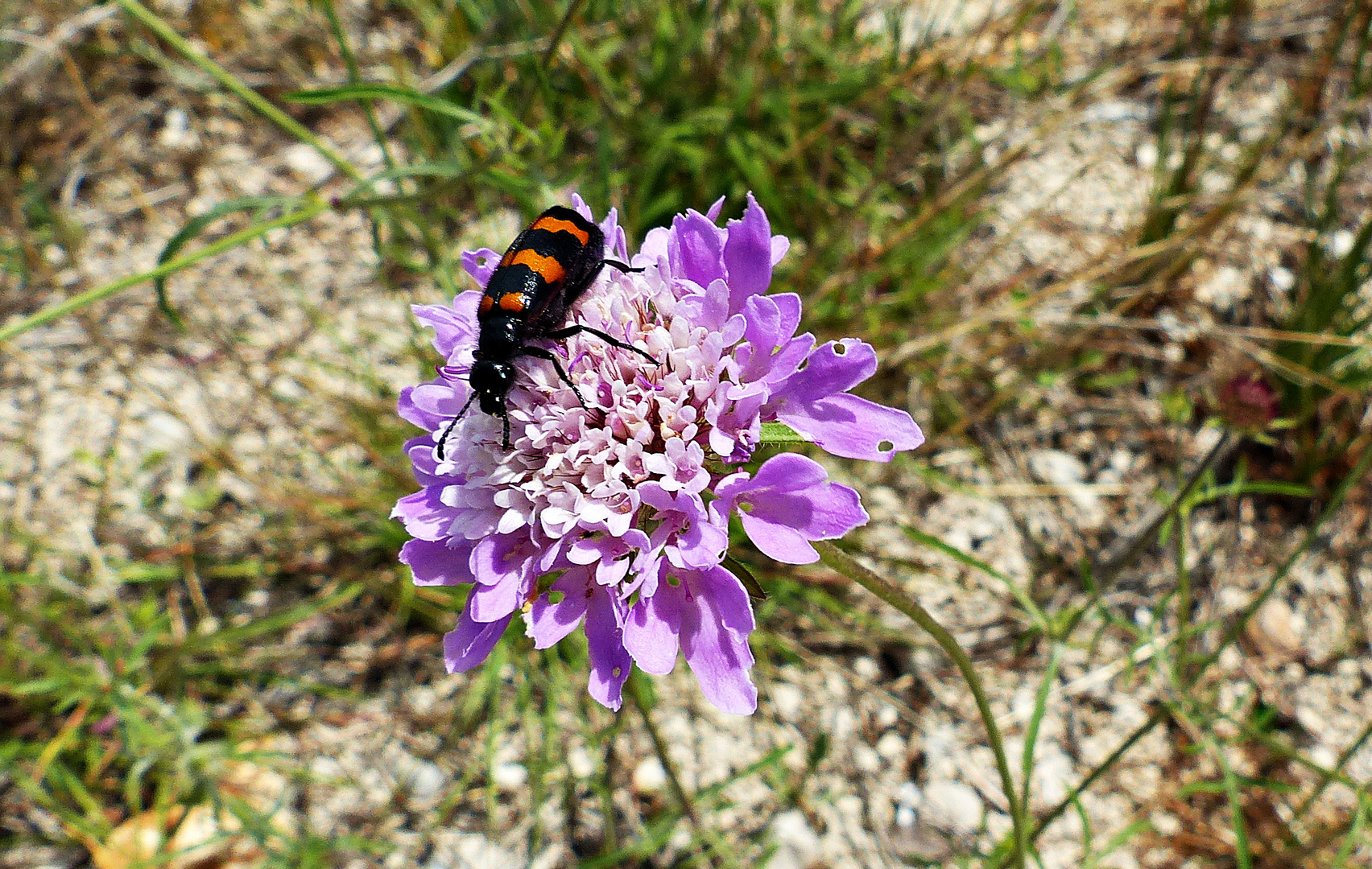 Mittwochsblümchen