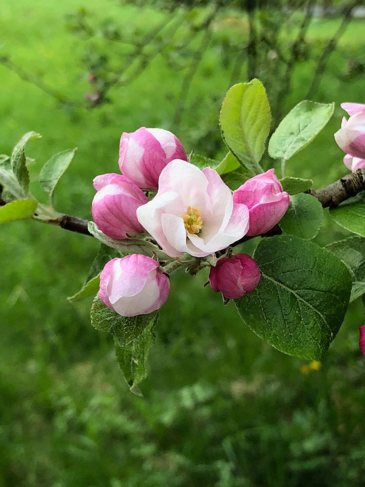 Mittwochsblümchen 