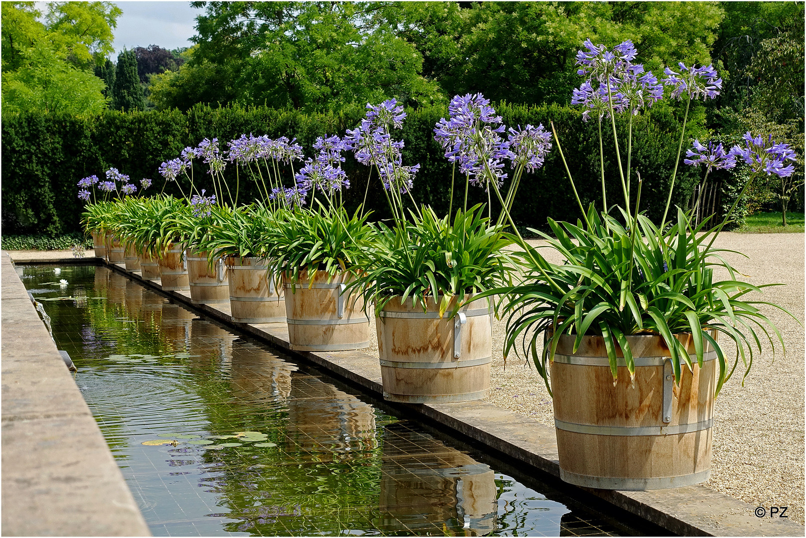 Mittwochsblümchen: Agapanthi, Schmucklilien oder auch Liebesblumen ...