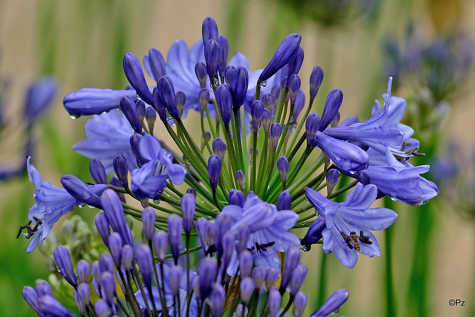 Mittwochsblümchen: Agapanthus ...