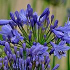 Mittwochsblümchen: Agapanthus ...