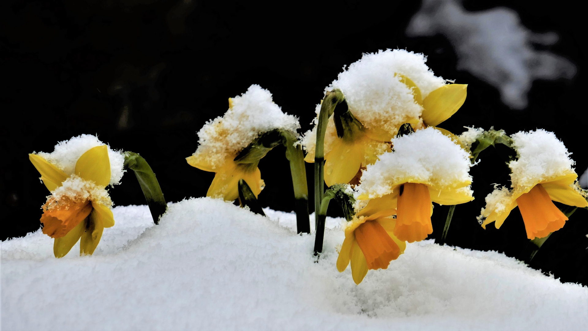 Mittwochsblümchen aktuell: Osterschneeglocken