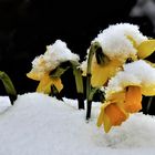 Mittwochsblümchen aktuell: Osterschneeglocken