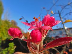 Mittwochsblümchen (aktuelle Blüte)