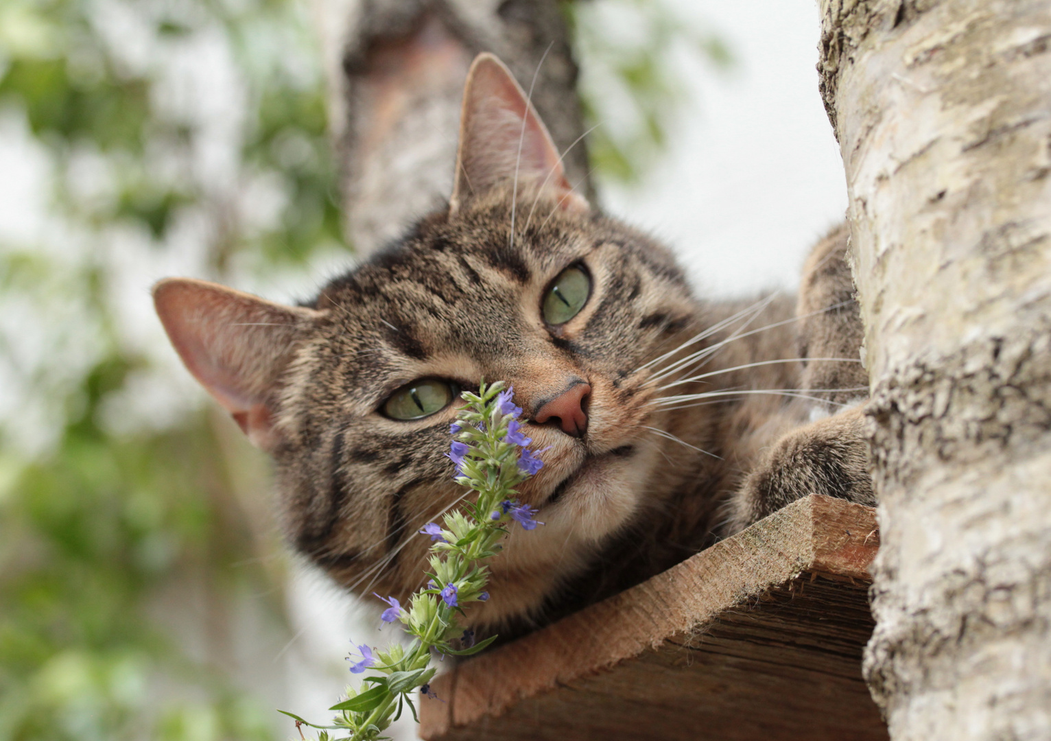 Mittwochsblümchen ala´ Katz´