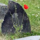 Mittwochsblümchen: Allen Fotofreunden wünsche ich einen sonnigen Tag